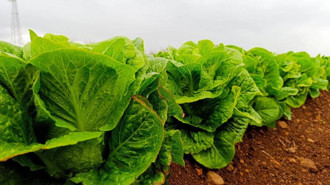 Tütünün yerine ektiler. 2 milyon lira gelir bekleniyor 3